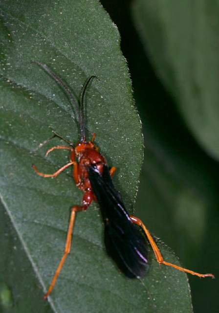 Trogus sp.? Ichneumonidae